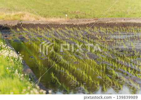 Rice paddy after rice planting Rice paddy after rice planting 139839989