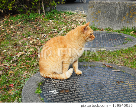 A tabby cat gazing into the distance from atop a manhole cover. A tabby cat gazing into the distance from atop a manhole cover. 139840035