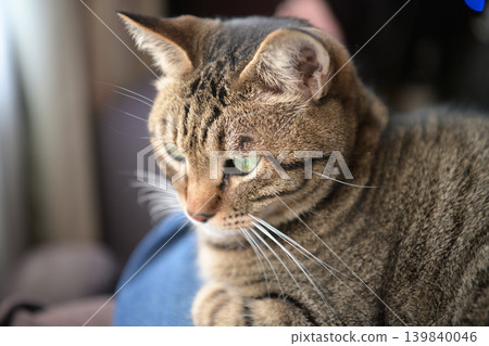 Cat on knees Cat on knees 139840046