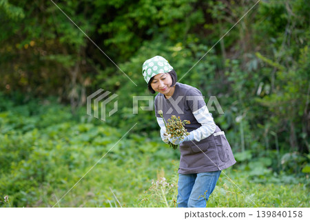 A woman picking bracken A woman picking bracken 139840158