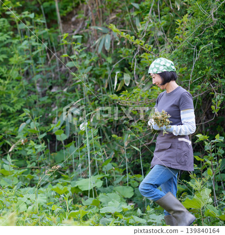 A woman picking bracken A woman picking bracken 139840164