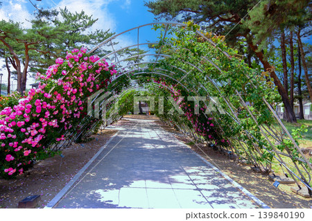 Roses arch 139840190