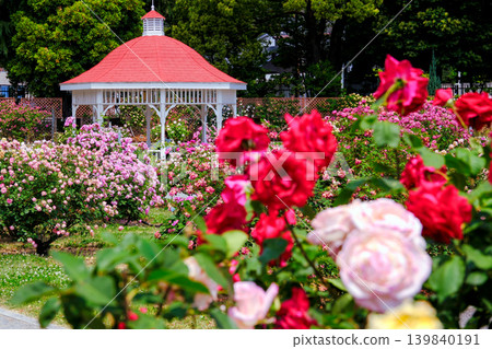 Red roses and gazebo Red roses and gazebo 139840191