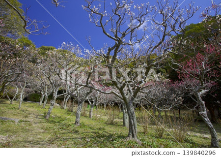 北倉梅林（位於六甲山山坡上，鄰近北倉神社的梅林） 139840296