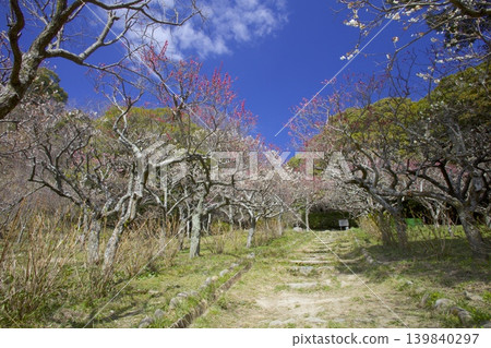 北倉梅林（位於六甲山山坡上，鄰近北倉神社的梅林） 139840297