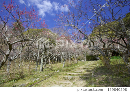 Hokura Plum Grove (a plum grove adjacent to Hokura Shrine, located on the slopes of Mount Rokko) Hokura Plum Grove (a plum grove adjacent to Hokura Shrine, located on the slopes of Mount Rokko) 139840298