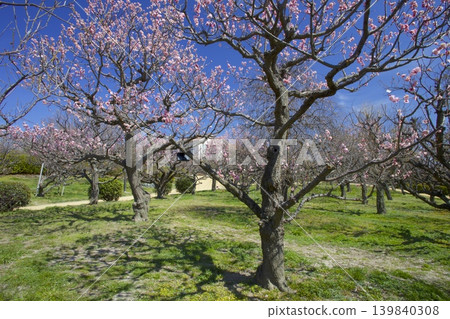 Suigetsu Park / Plum Grove in Early Spring 139840308
