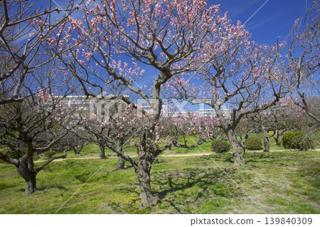Suigetsu Park / Plum Grove in Early Spring Suigetsu Park / Plum Grove in Early Spring 139840309