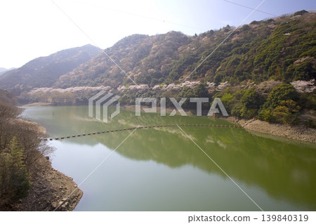 淡路島柚鶴羽水壩公園的染井吉野櫻花，以及柚鶴羽山的清新綠意和山間櫻花。 139840319