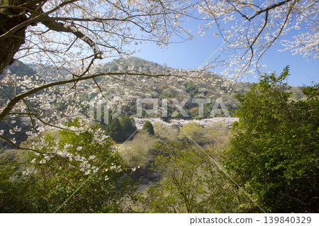Cherry blossoms (Somei Yoshino) at Yuzuruha Dam Park on Awaji Island, and the fresh greenery and mountain cherry blossoms of Mt. Yuzuruha. 139840329