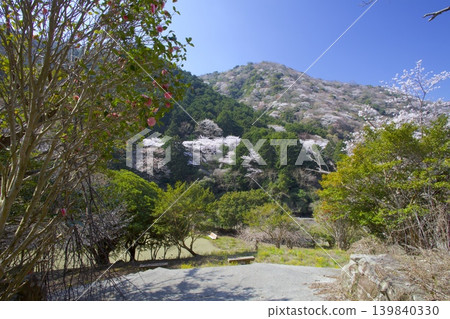 Cherry blossoms (Somei Yoshino) at Yuzuruha Dam Park on Awaji Island, and the fresh greenery and mountain cherry blossoms of Mt. Yuzuruha. 139840330
