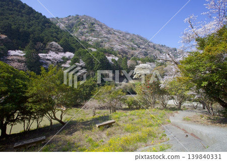 Cherry blossoms (Somei Yoshino) at Yuzuruha Dam Park on Awaji Island, and the fresh greenery and mountain cherry blossoms of Mt. Yuzuruha. 139840331
