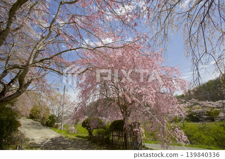 武庫川櫻花堤岸走廊 / “下垣垂枝櫻花公園”的紅白垂枝櫻花 武庫川櫻花堤岸走廊 / “下垣垂枝櫻花公園”的紅白垂枝櫻花 139840336