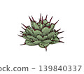 Agave 'Hakko Raijin' 139840337