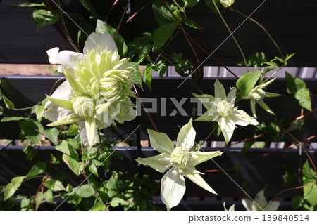 鐵線蓮白花 139840514