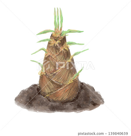 Bamboo shoots emerging from the soil Bamboo shoots emerging from the soil 139840639