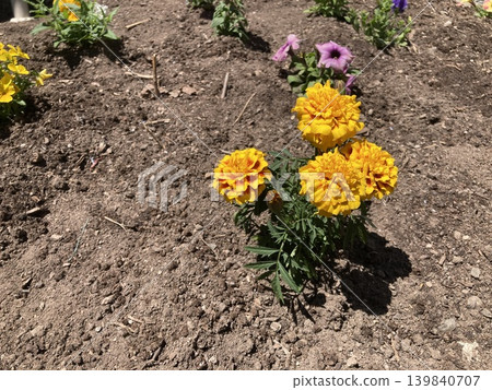 Flowers, plants, nature, yellow, petals, spring, leaves, floral, outdoors, green, horticulture, gardening, green, in full bloom, flower bed, landscape Flowers, plants, nature, yellow, petals, spring, leaves, floral, outdoors, green, horticulture, gardening, green, in full bloom, flower bed, landscape 139840707