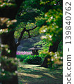 初夏時節，鳶尾花和燈籠裝飾著日式花園。 139840762