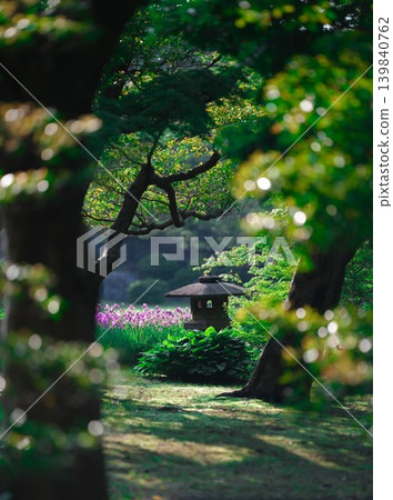 Irises and lanterns adorn the Japanese garden in early summer. 139840762