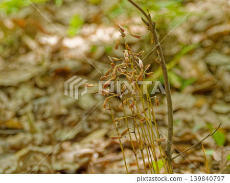 Mycoheterotrophic plant, Endangered Species II: Hokuriku Muyouran Mycoheterotrophic plant, Endangered Species II: Hokuriku Muyouran 139840797