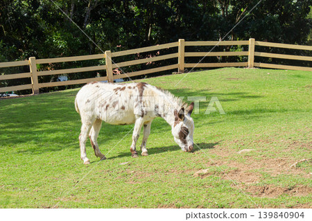 A cute spotted donkey peacefully grazes on a sunny green pasture surrounded by a wooden fence and lush trees. A cute spotted donkey peacefully grazes on a sunny green pasture surrounded by a wooden fence and lush trees. 139840904