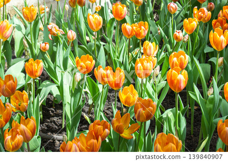 Vibrant orange colored tulips are blooming profusely in a garden with green leaves as a background. 139840907