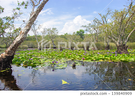 Rayong Botanical Gardens, enjoying the blooming lotus fields and Melaleuca quinquenervia tree wetland ecosystem, which is open to the public to promote ecotourism, Klaeng district, Rayong province, 139840909
