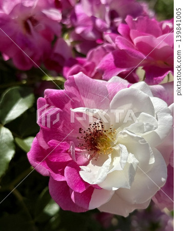 一朵美麗的玫瑰，一朵花上既有粉紅色也有白色花朵。 139841005