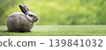 Rabbit bunny grass green lawn nature animal pet calm rabbit bunny on green grass lawn in nature setting with soft blurred background copyspace 139841032
