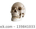 Human skull bone anatomy medical biology cranium skeleton science human skull bone anatomy medical biology cranium skeleton science study tool 139841033