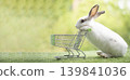 Rabbit bunny white cute animal shopping cart grass outdoor playful rabbit bunny white cute animal shopping cart stand green grass with curious 139841036