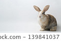 Rabbit bunny white brown fur pet animal cute domestic rabbit with white brown fur sitting on white background calm and gentle 139841037