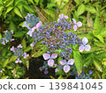 公園裡的山繡球花盛開 139841045