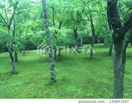 博物館森林步道 博物館森林步道 139841047