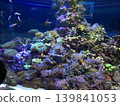 水族箱裡的海水魚 139841053