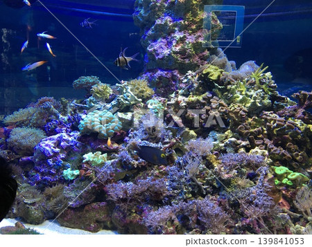 水族箱裡的海水魚 水族箱裡的海水魚 139841053
