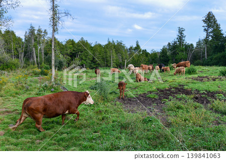 Cows released into the wild in consideration of the global environment. 139841063