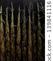 bamboo shoots (multiple) 139841116