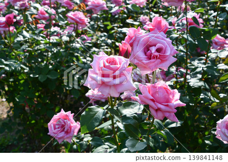 Rose 'Carina' Rose 'Carina' 139841148