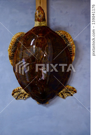 A stuffed specimen of a hawksbill sea turtle (Nakanojo Museum of History and Folklore, Main Building / 1091 Nakanojo-machi, Agatsuma-gun, Gunma Prefecture) 139841176
