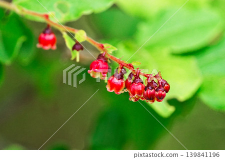 The fruit of Vaccinium vulgare, Ericaceae The fruit of Vaccinium vulgare, Ericaceae 139841196