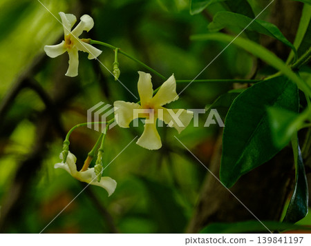 evergreen climbing woody plant evergreen climbing woody plant 139841197