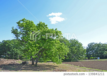 New green, blue sky and white cloud New green, blue sky and white cloud 139841211