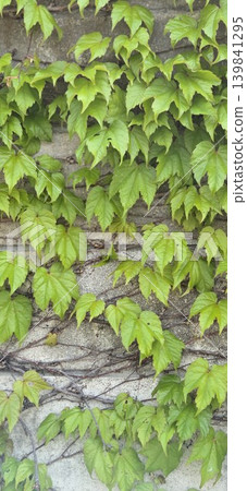 Vertical image of fresh green ivy spreading across a concrete wall. Vertical image of fresh green ivy spreading across a concrete wall. 139841295