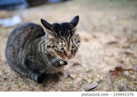 Pheasant cat on the grass 139841376