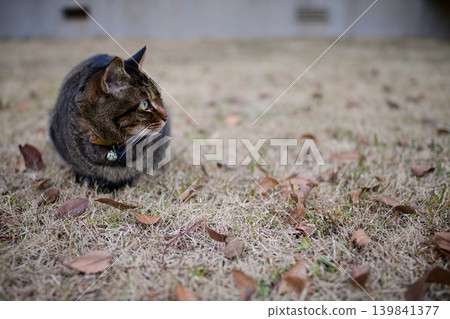 Pheasant cat on the grass 139841377