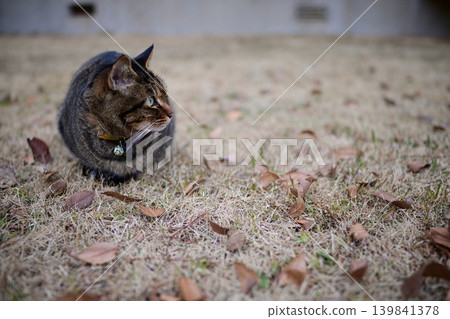Pheasant cat on the grass 139841378