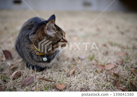 Pheasant cat on the grass Pheasant cat on the grass 139841380