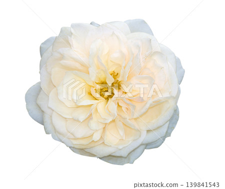 White roses isolated on white background White roses isolated on white background 139841543