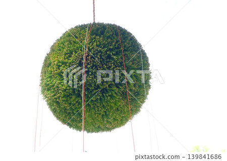 Fresh green cedar ball Fresh green cedar ball 139841686